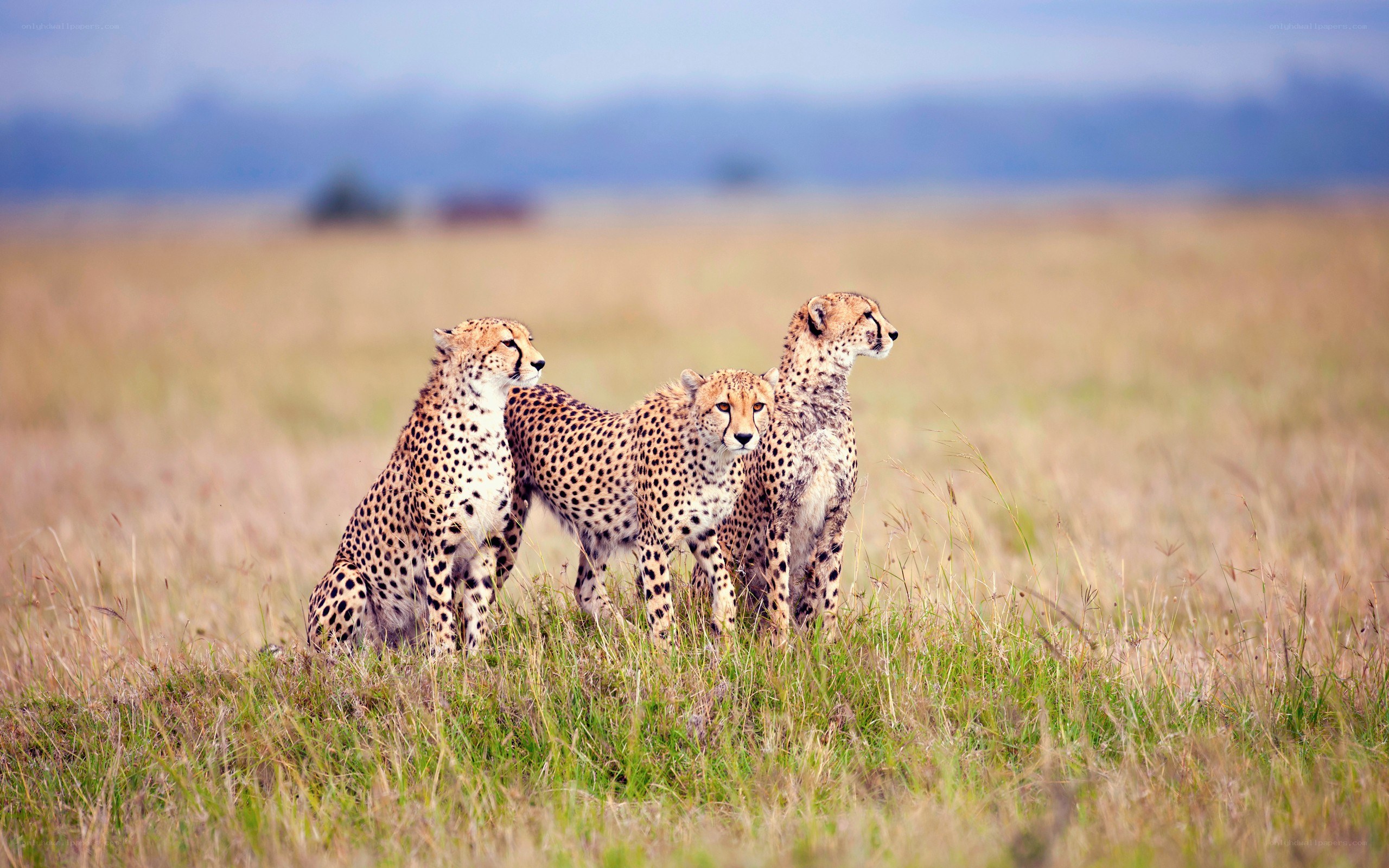 three cheetahs in savanna