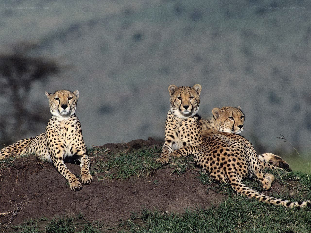 Three cheetahs on a mound