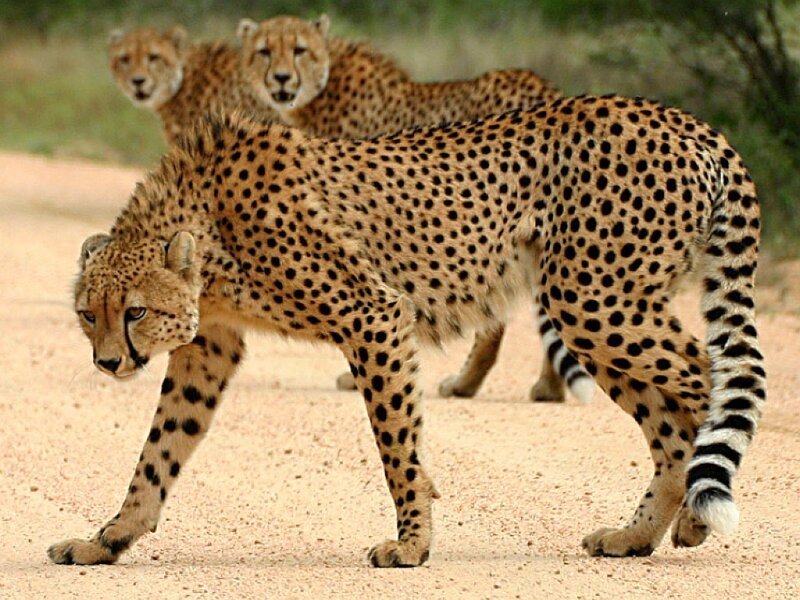 Three Cheetahs on Dirt Road