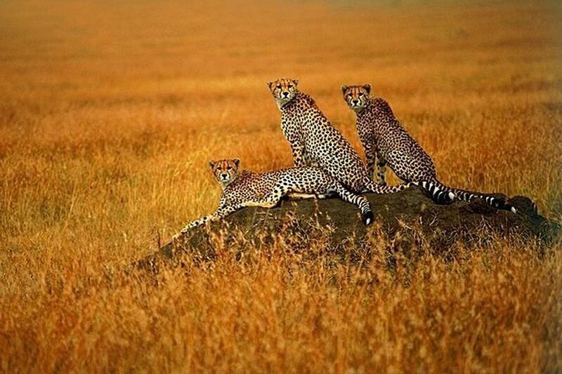 Three Cheetahs on Rock