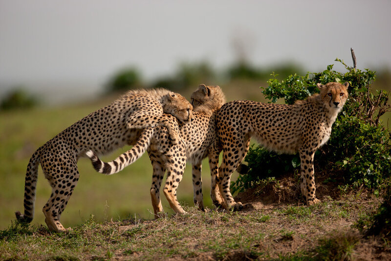 Three Cheetahs Playing