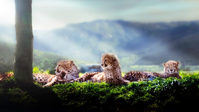 Three Cheetahs Resting