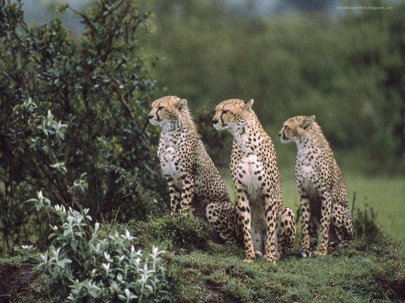 Three Cheetahs Sitting — Green, Calm, Afternoon