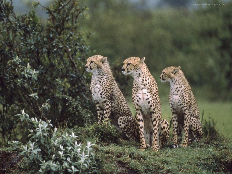 Three Cheetahs Sitting — Green, Calm