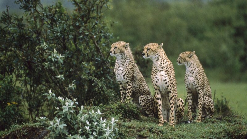 Three Cheetahs Sitting — Green