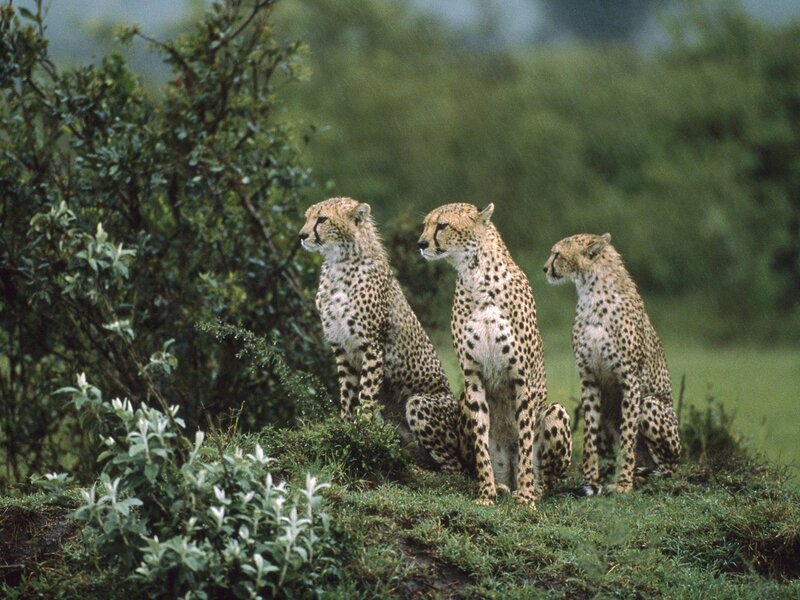Three Cheetahs Sitting