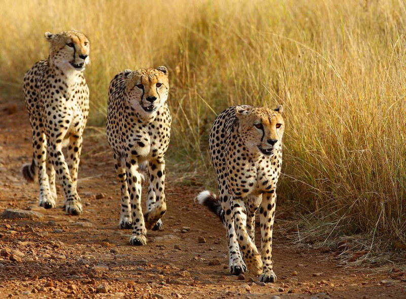 Three Cheetahs Walking — Brown