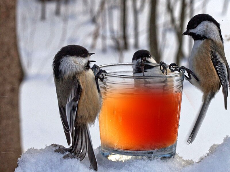 Three Chickadees Drinking