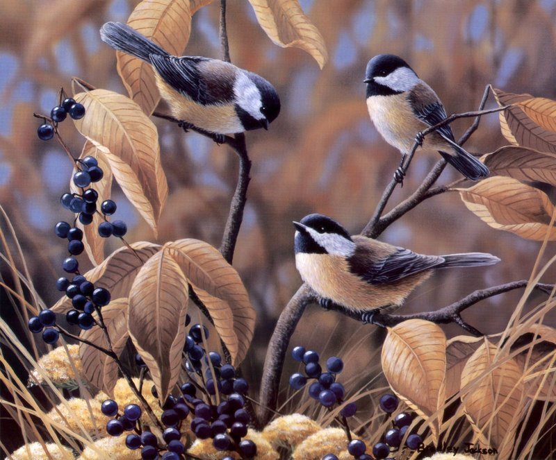Three Chickadees on Branch