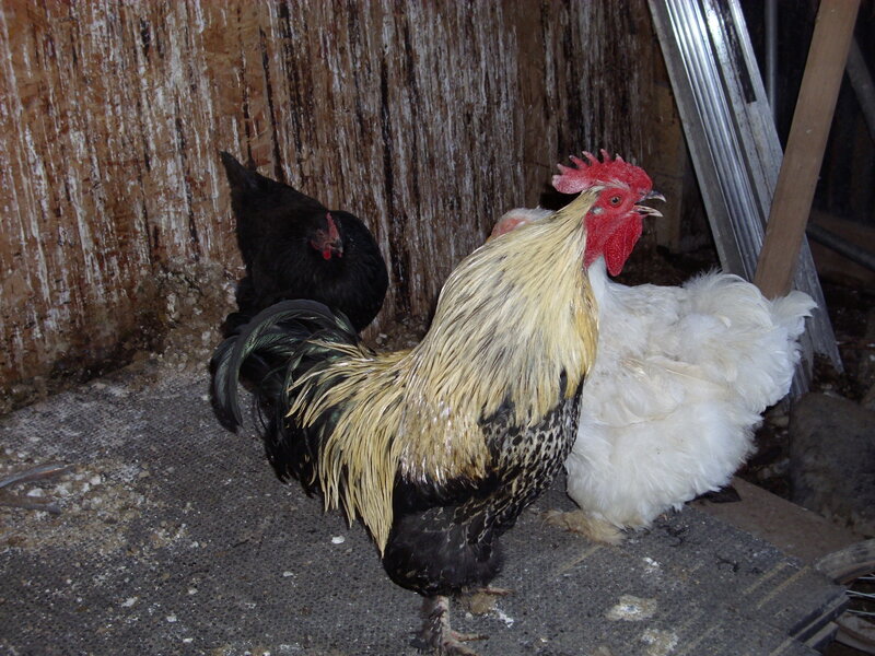 Three Chickens in Coop