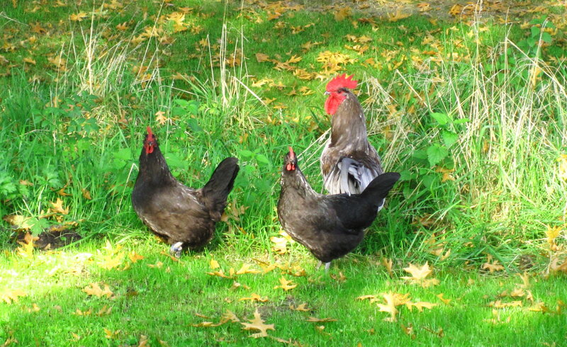 Three Chickens in Grass