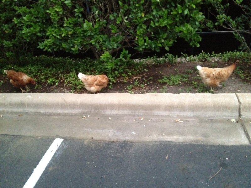 Three Chickens on Curb