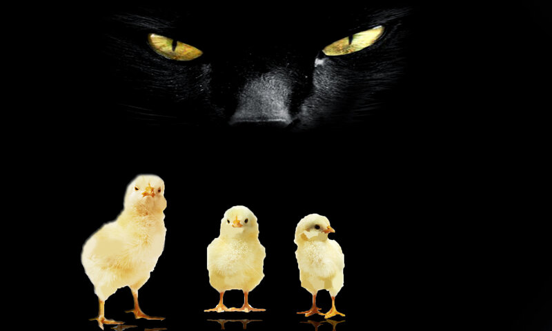 Three Chicks and a Cat
