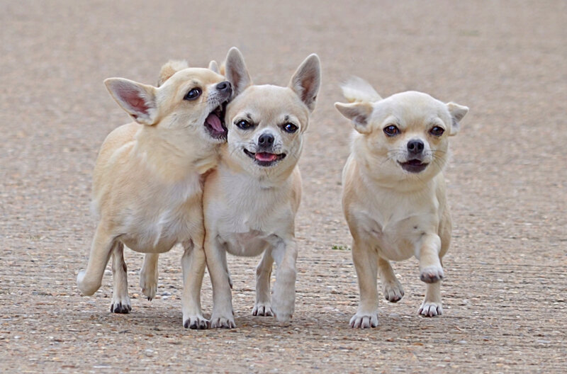 Three Chihuahua Dogs — Beige