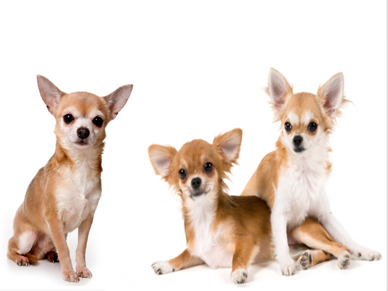 Three Chihuahua Dogs