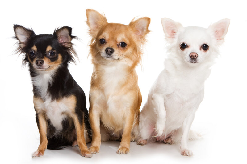 Three Chihuahua Dogs — White