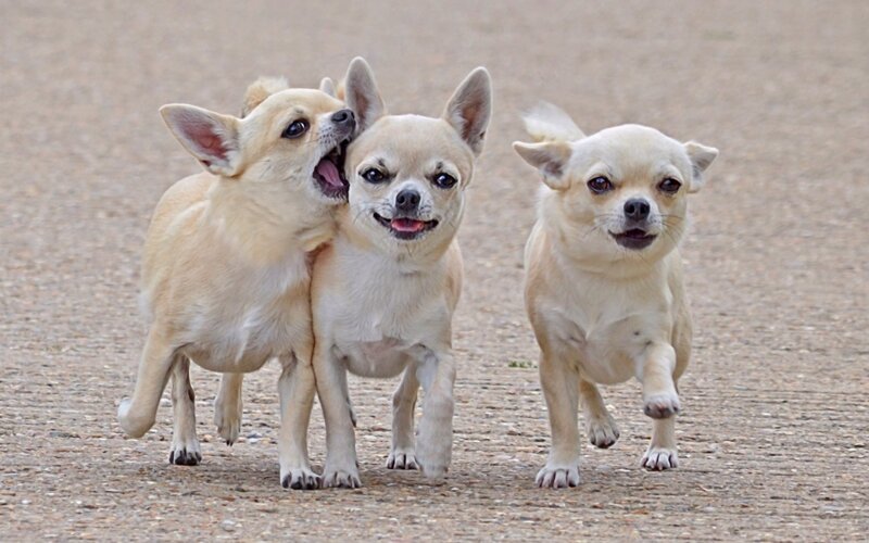 Three Chihuahua Puppies — Beige, Playful