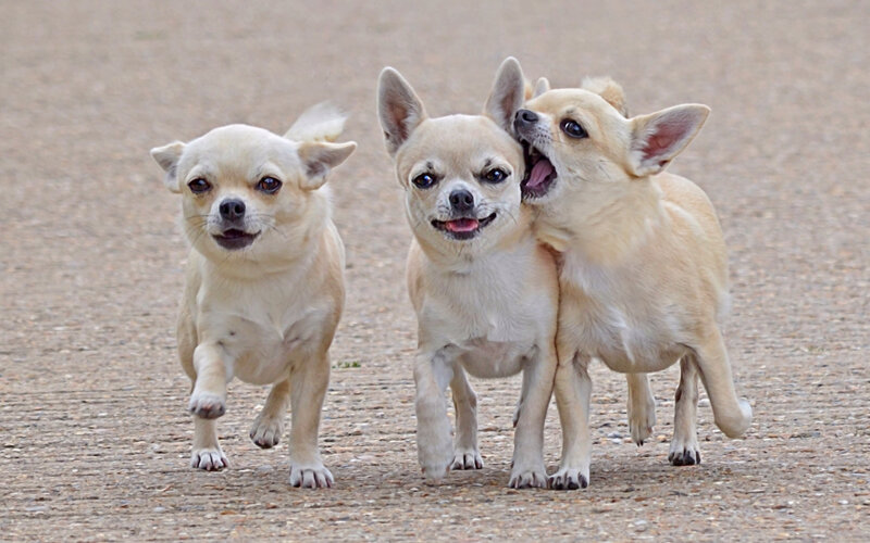 Three Chihuahua Puppies — Beige