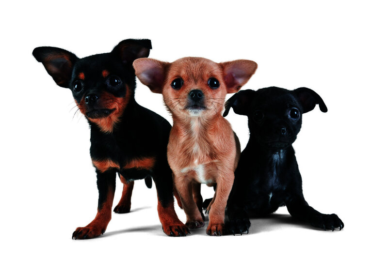 Three Chihuahua Puppies — Black