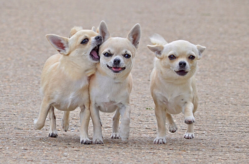 Three Chihuahua Puppies