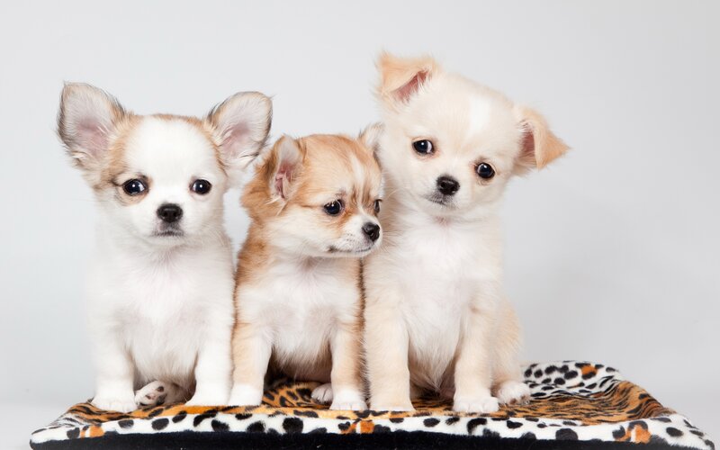 Three Chihuahua Puppies — White