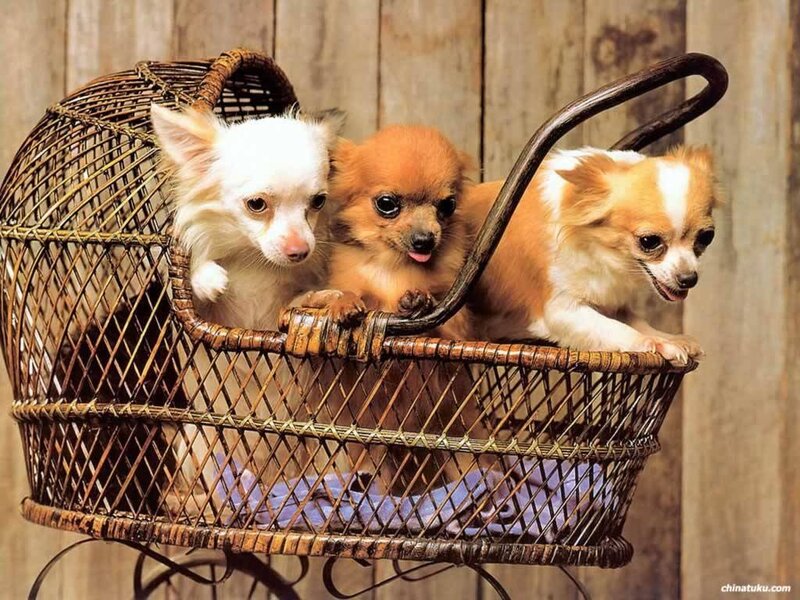 three chihuahuas in a basket