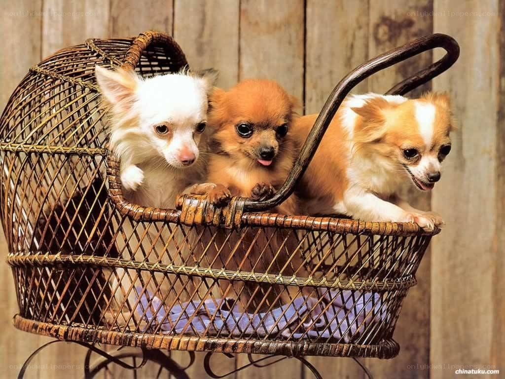 three chihuahuas in a basket