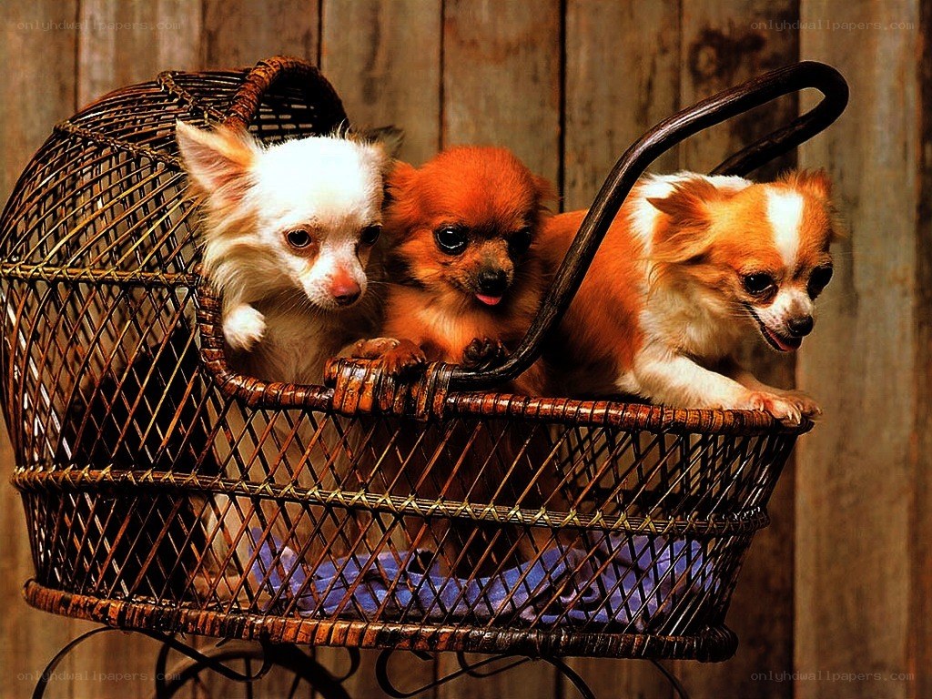 three chihuahuas in a basket