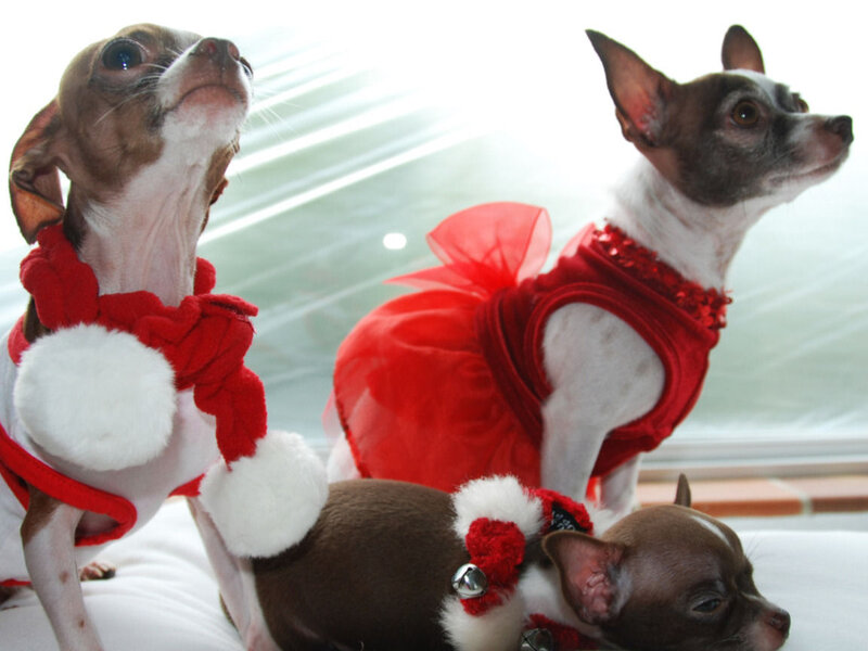 Three Chihuahuas in Costumes