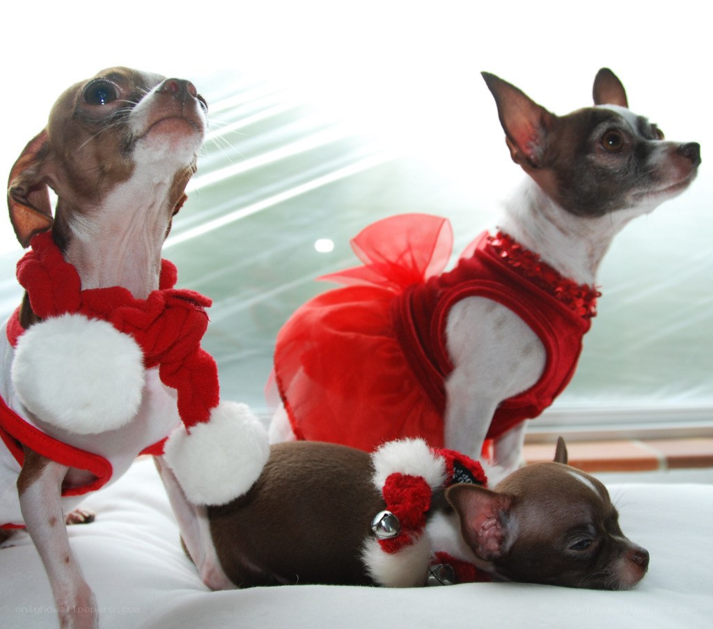 Three chihuahuas in holiday outfits