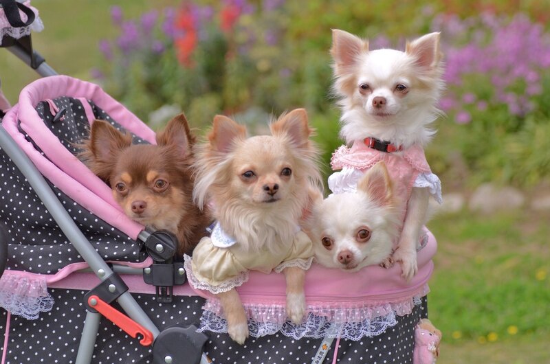 Three Chihuahuas in Stroller