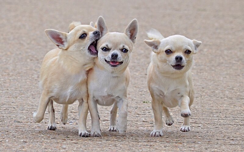 Three chihuahuas playing together