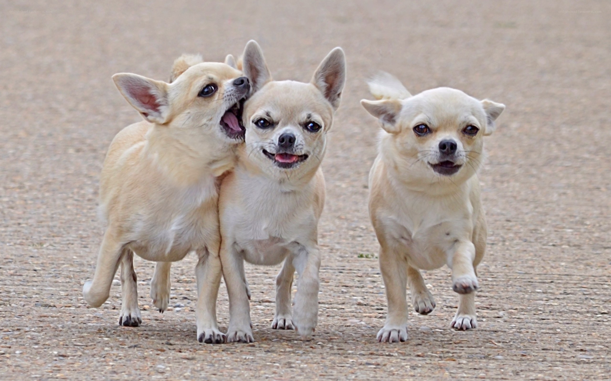 Three chihuahuas playing together