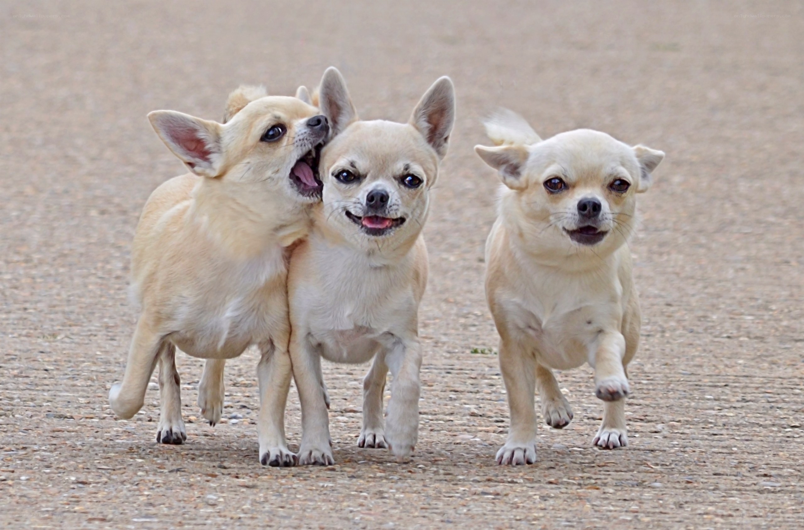 Three chihuahuas playing together