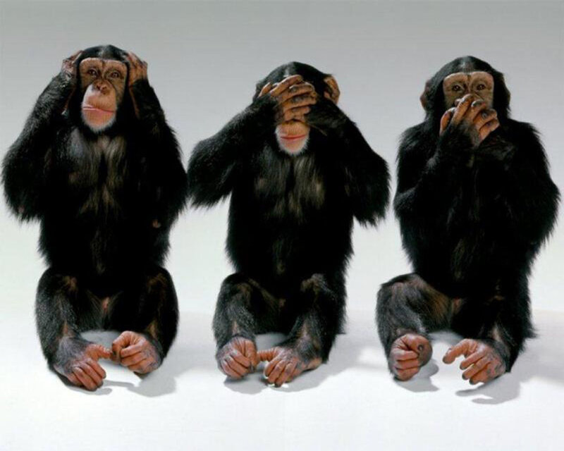 Three Chimpanzees — Black, Neutral, Photograph
