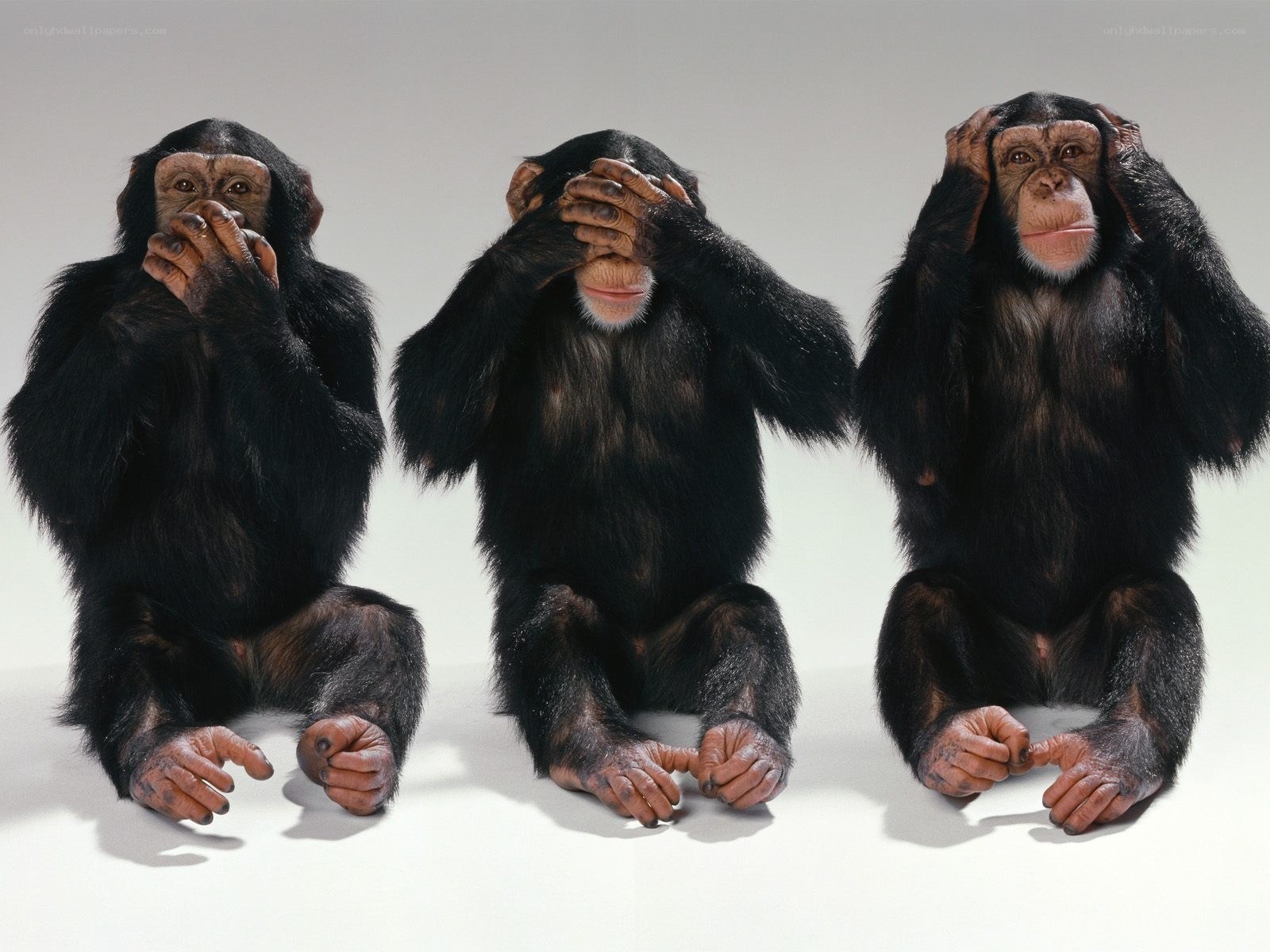 Three chimpanzees covering senses
