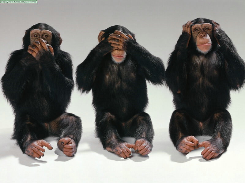 Three chimpanzees covering senses