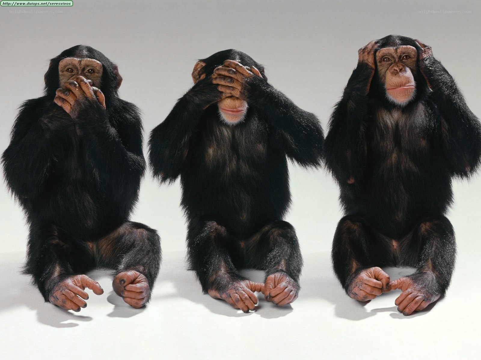 Three chimpanzees covering senses