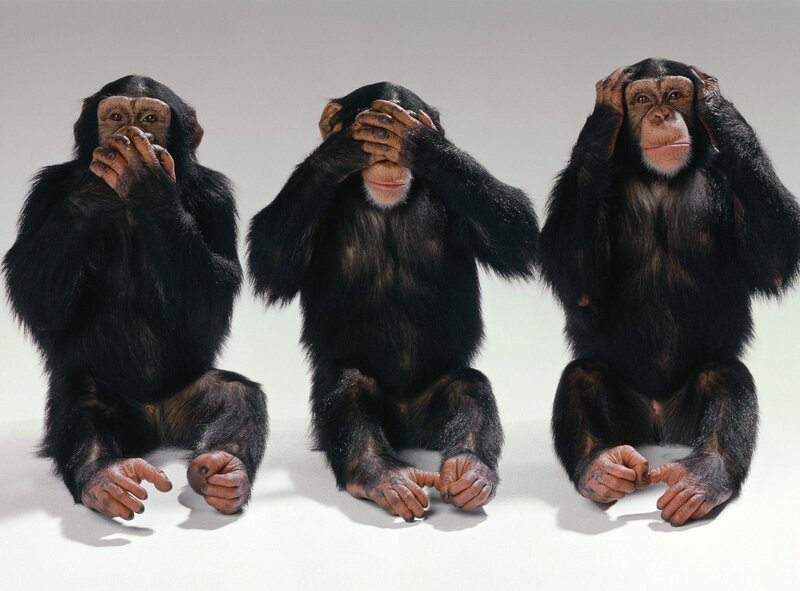 three chimpanzees covering senses
