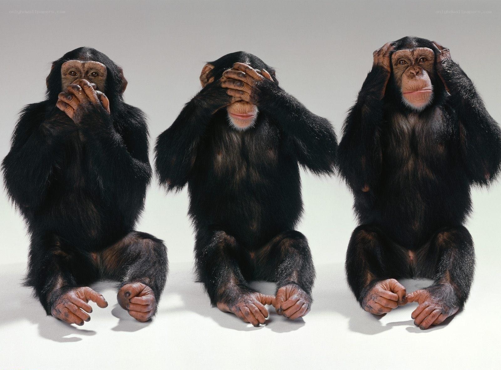 three chimpanzees covering senses