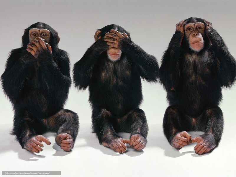 three chimpanzees covering senses