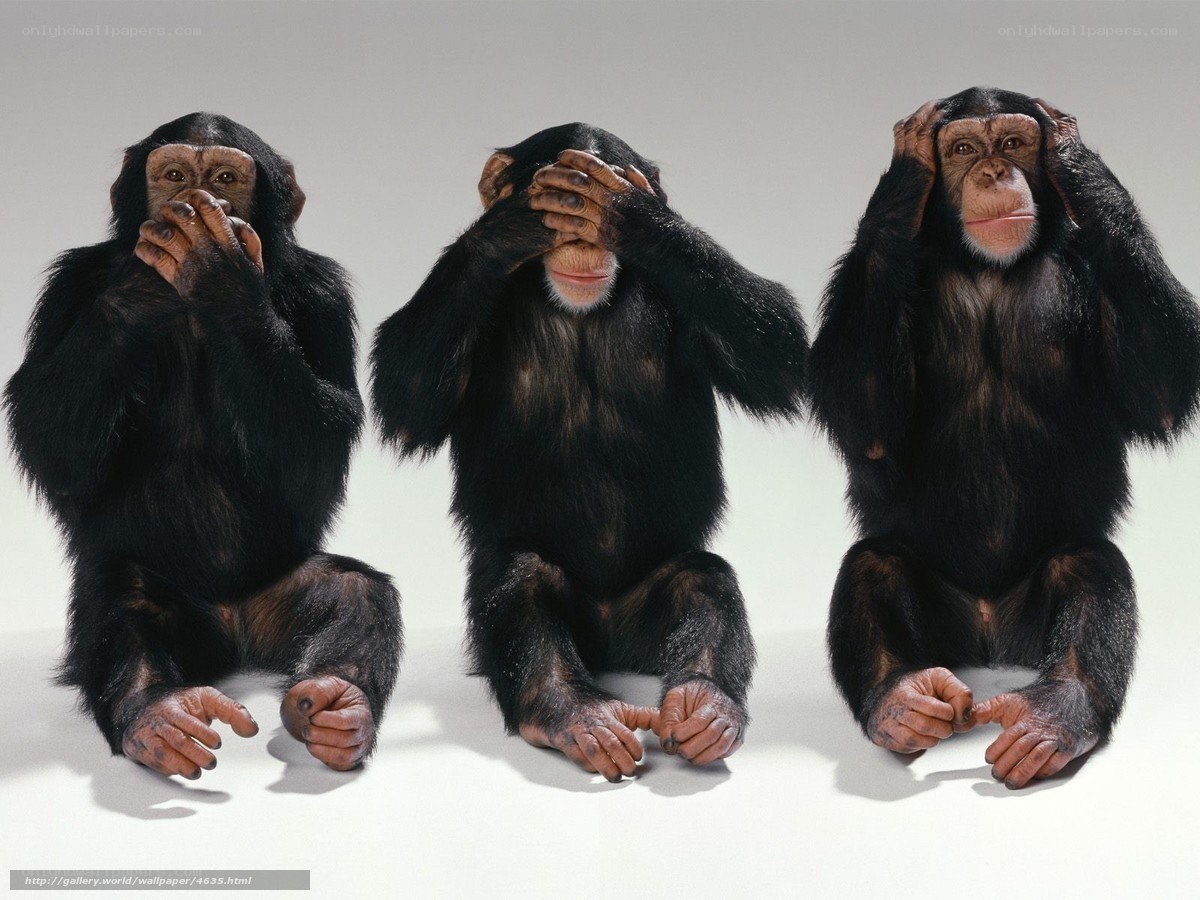 three chimpanzees covering senses