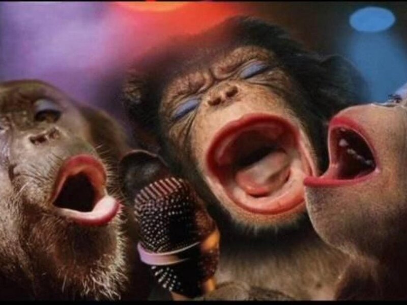 Three Chimpanzees Singing