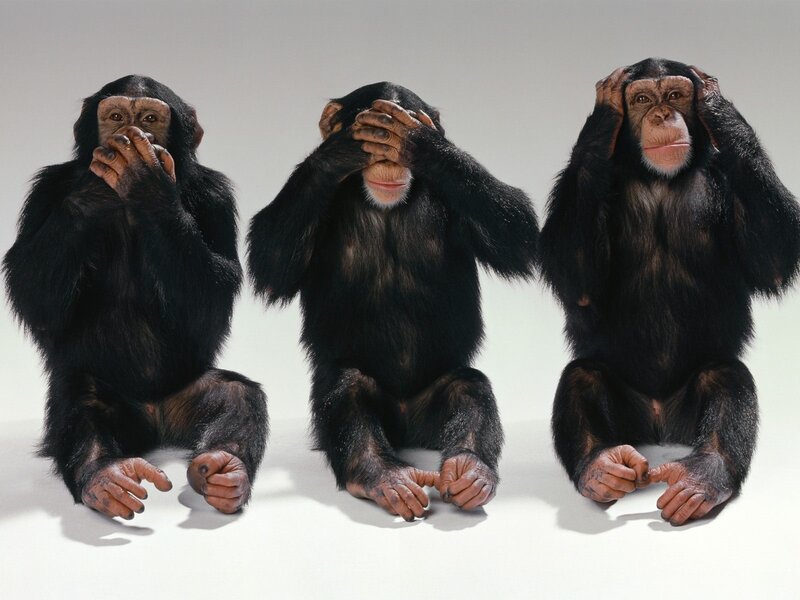 Three Chimpanzees Sitting — Black, Neutral, Photograph, Chimpanzee