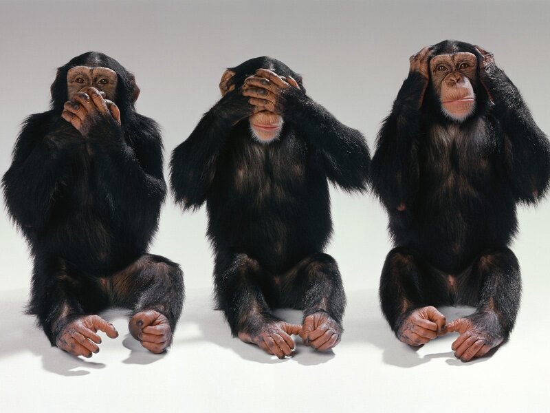 Three Chimpanzees Sitting — Black, Neutral, Photograph