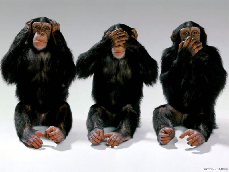 Three Chimpanzees Sitting — Black, Neutral