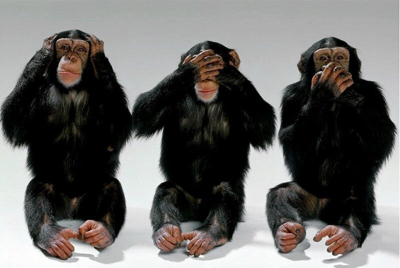 Three Chimpanzees Sitting