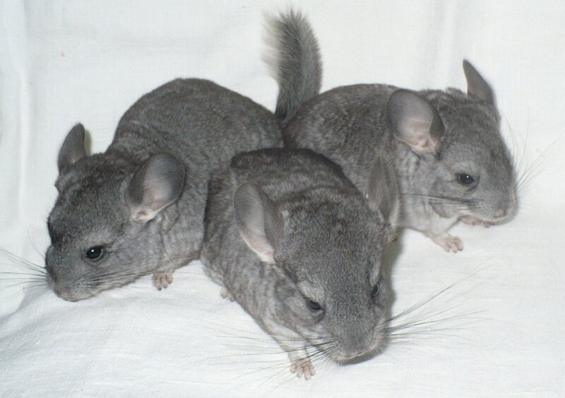 three chinchillas on white fabric