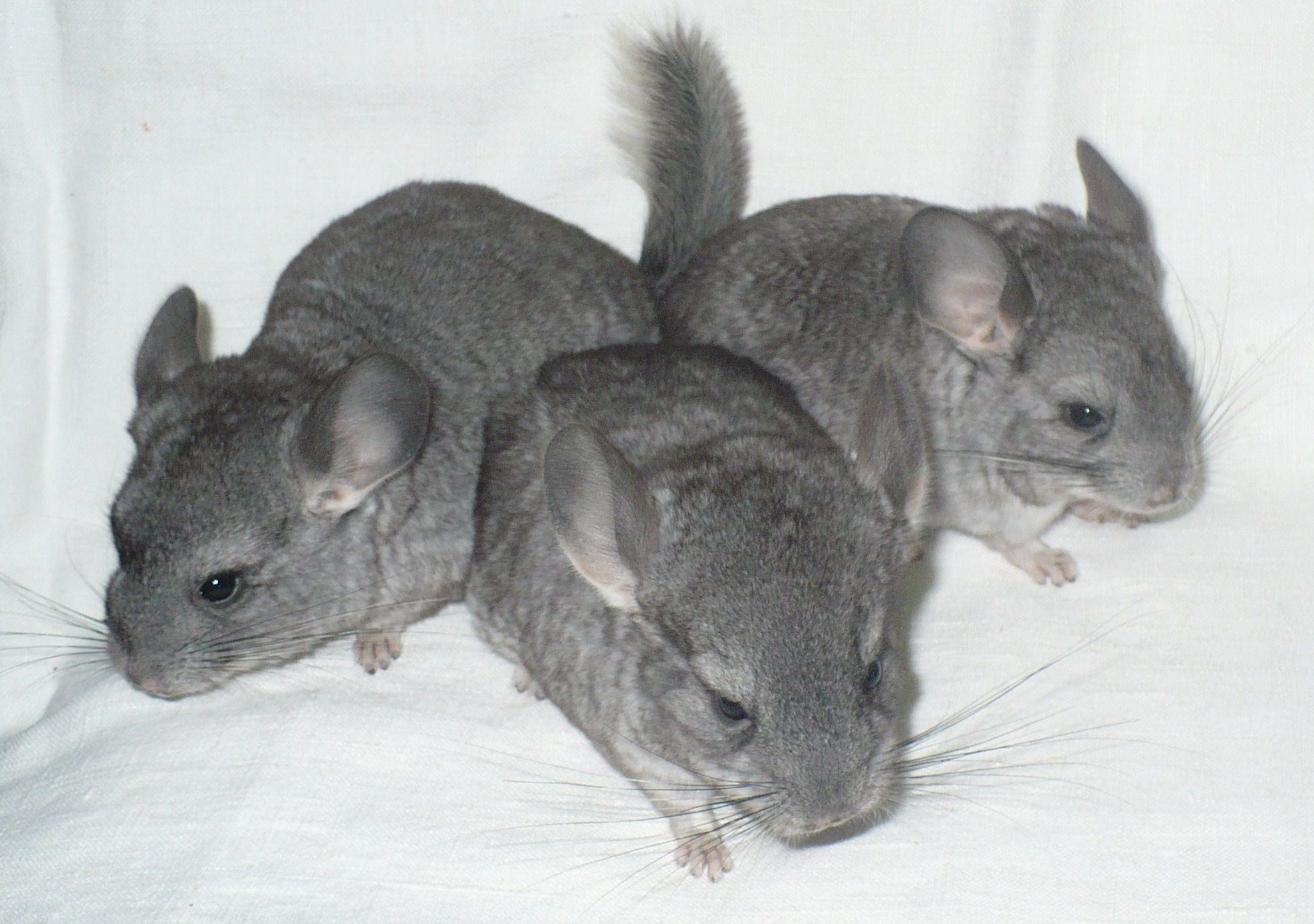 three chinchillas on white fabric