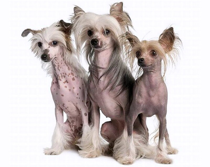 Three Chinese Crested Dogs